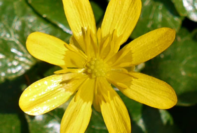 The invasive Fig Buttercup, 2018