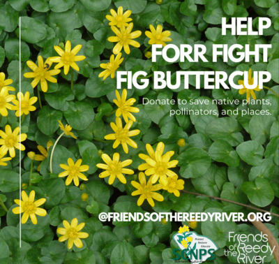 Learn More About Fig Buttercup!