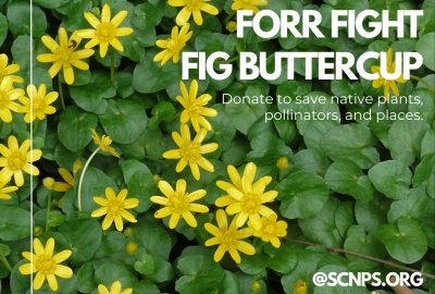 SC Native Plant Society: Fig Buttercup Eradication