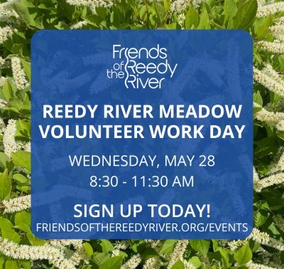 Volunteer Work Day 2 at Reedy River Meadow - Invasive Plant Pull