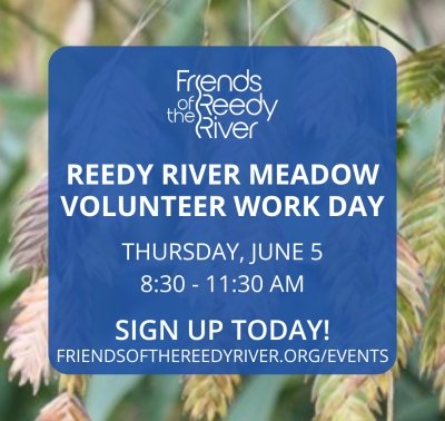Volunteer Work Day 3 at Reedy River Meadow - Invasive Plant Pull and Mulching